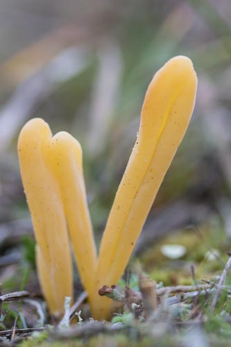 Clavaria argillacea